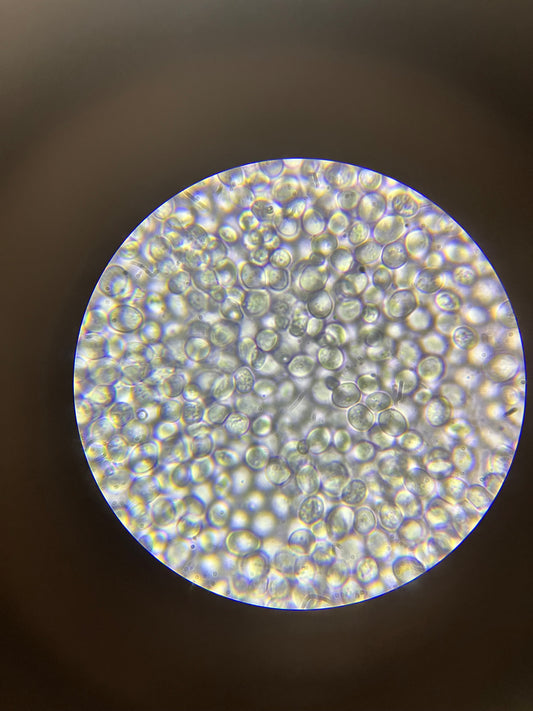 Description	 English: This picture is a photo of baking yeast cells taken under a 40x objective on a microscope. Date	2 January 2023, 22:03:33 Source	Own work Author	~delta