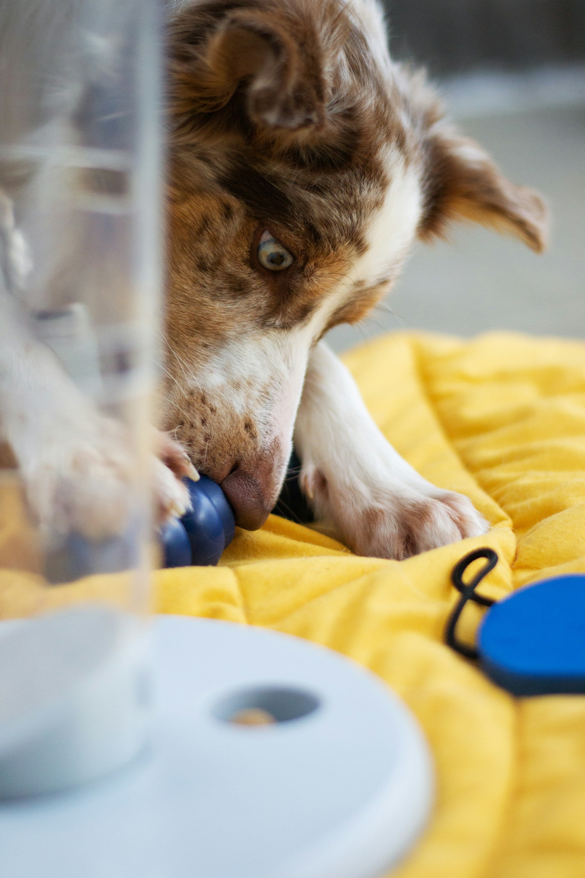Tails Age And Longevity: The Surprising Connection - 3m2px3b