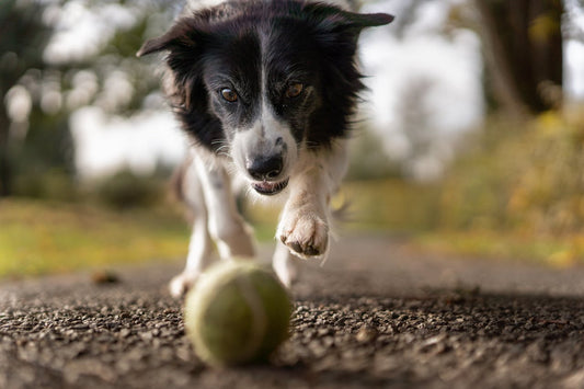 Photo by Alotrobo: https://www.pexels.com/photo/tilt-shot-photo-of-dog-chasing-the-ball-1562983/