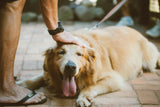 Photo by Alice Castro: https://www.pexels.com/photo/person-touching-golden-retriever-1870301/