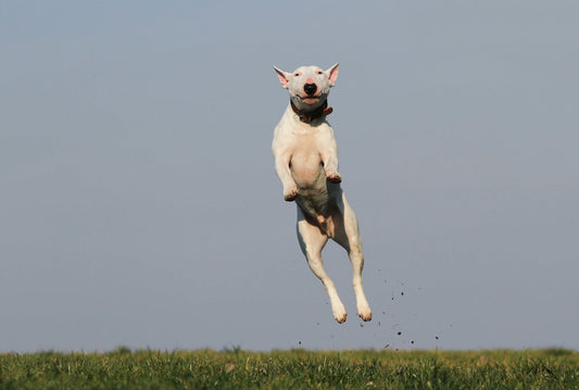 Photo by Pixabay: https://www.pexels.com/photo/white-dog-terrier-jumping-near-grass-field-during-daytime-159692/