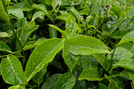 Photo by Rashid on Unsplash https://unsplash.com/photos/green-leaves-with-water-droplets-New8EgKnSds