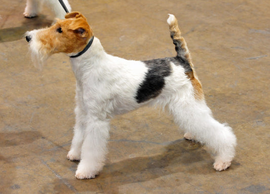 By State Farm - Flickr: Wire Fox terrier, CC BY 2.0, https://commons.wikimedia.org/w/index.php?curid=31502616