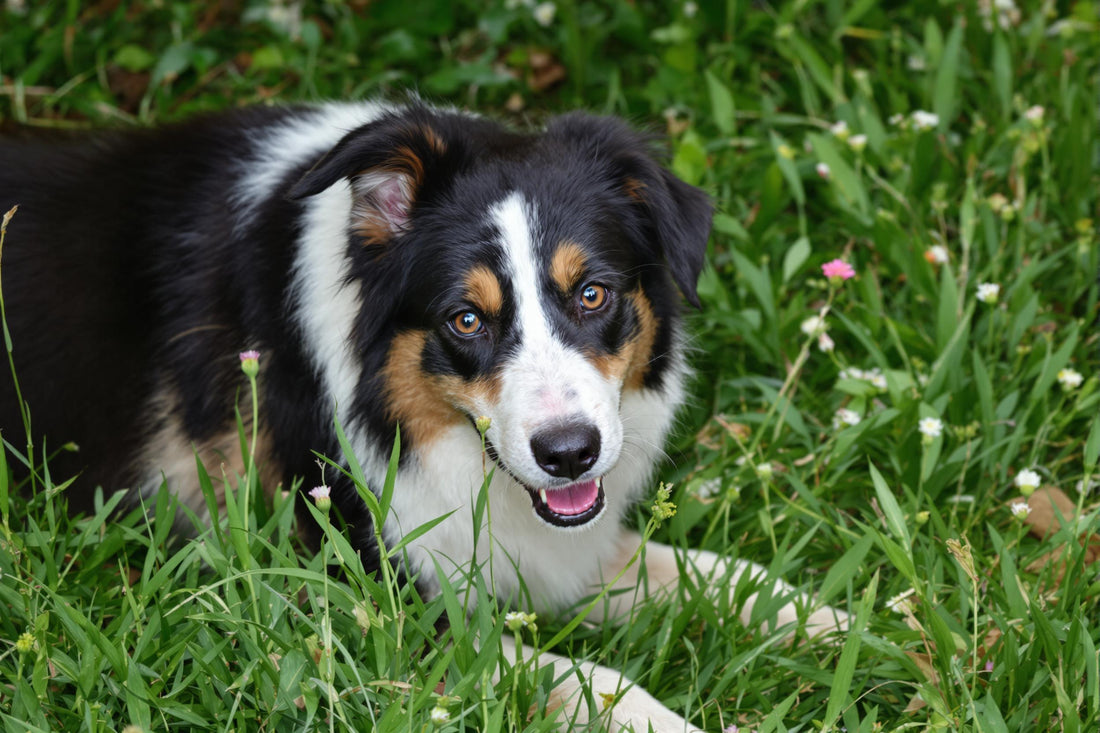 Border Collie Longevity: Secrets to a Healthy, Happy Life for Your Canine Companion