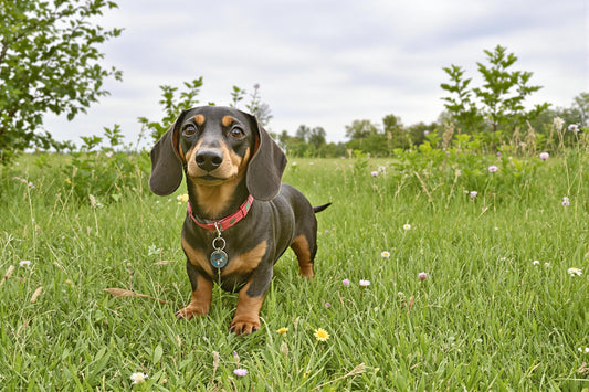 Dachshund Longevity: Health and Longevity Guide