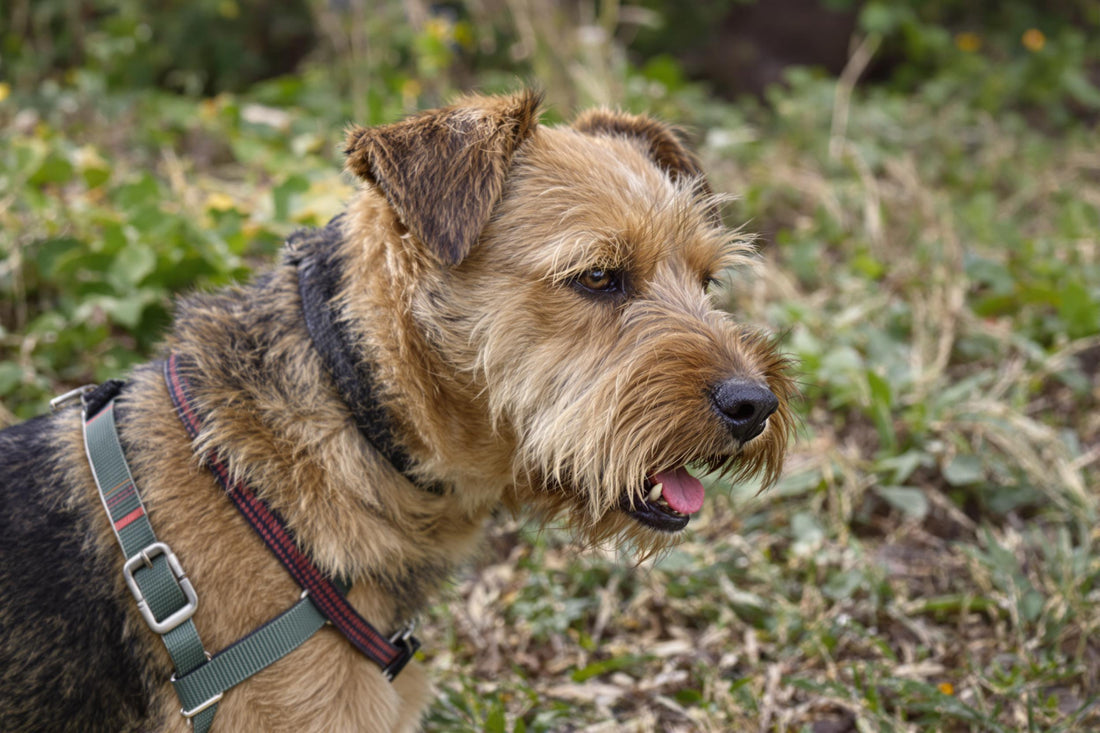 Border Terrier Longevity: Secrets to a Healthy, Happy Life for Your Terrier
