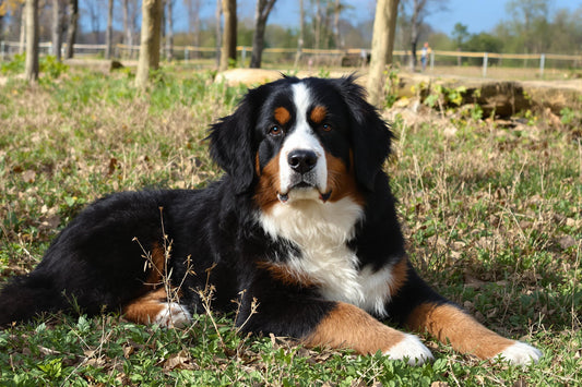 Bernese Mountain Dog Longevity: Secrets to Extending Your Companion's Life Span