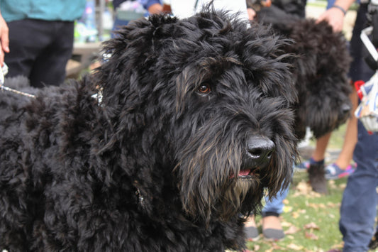 Bouvier des Flandres Longevity: Maximizing Health and Lifespan of Your Loyal Companion