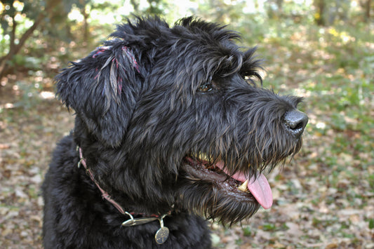 Black Russian Terrier Longevity: Secrets to a Healthy, Happy Life