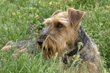 Airedale Terrier Longevity: A Complete Guide to Health, Care, and Lifespan