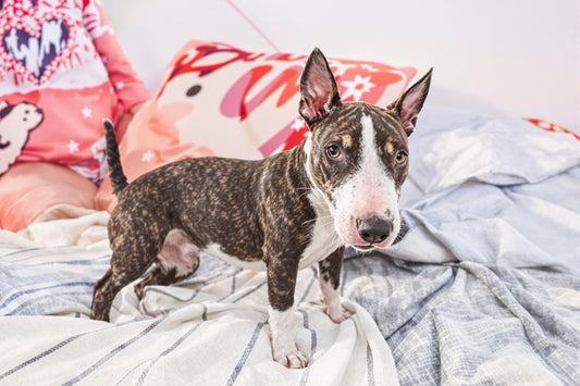 Bull Terrier Longevity: Essential Health Tips for a Longer, Happier Life