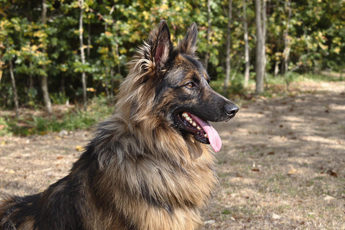 Belgian Tervuren Lifespan: Secrets to Extending Your Dog's Healthy Years