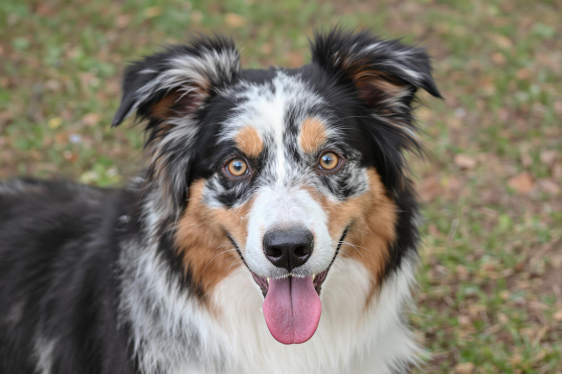 Australian Shepherd Lifespan: Secrets to Maximizing Your Dog's Health & Longevity