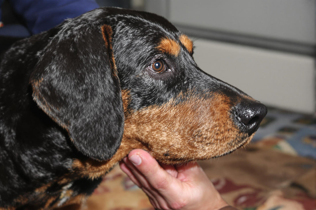 Black and Tan Coonhound Lifespan: Health, Care, and Longevity Secrets Revealed