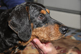 Black and Tan Coonhound Lifespan: Health, Care, and Longevity Secrets Revealed