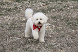 Bichon Frise Longevity: Secrets to a Healthy, Long-Lived Companion