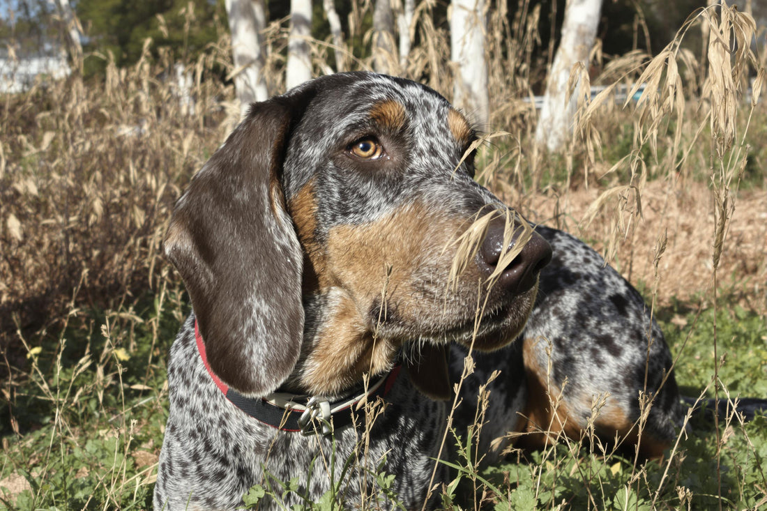 Bluetick Coonhound Longevity: Secrets to a Healthy, Happy Life Span