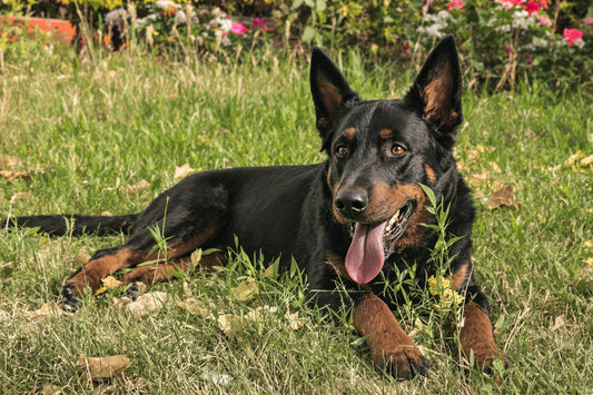 Beauceron Lifespan Secrets: Proven Tips to Maximize Your Dog's Longevity