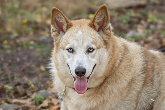 Canaan Dog Longevity: The Ultimate Guide to Health, Lifespan, and Care