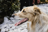 Borzoi Longevity: How to Help Your Russian Wolfhound Live a Longer, Healthier Life