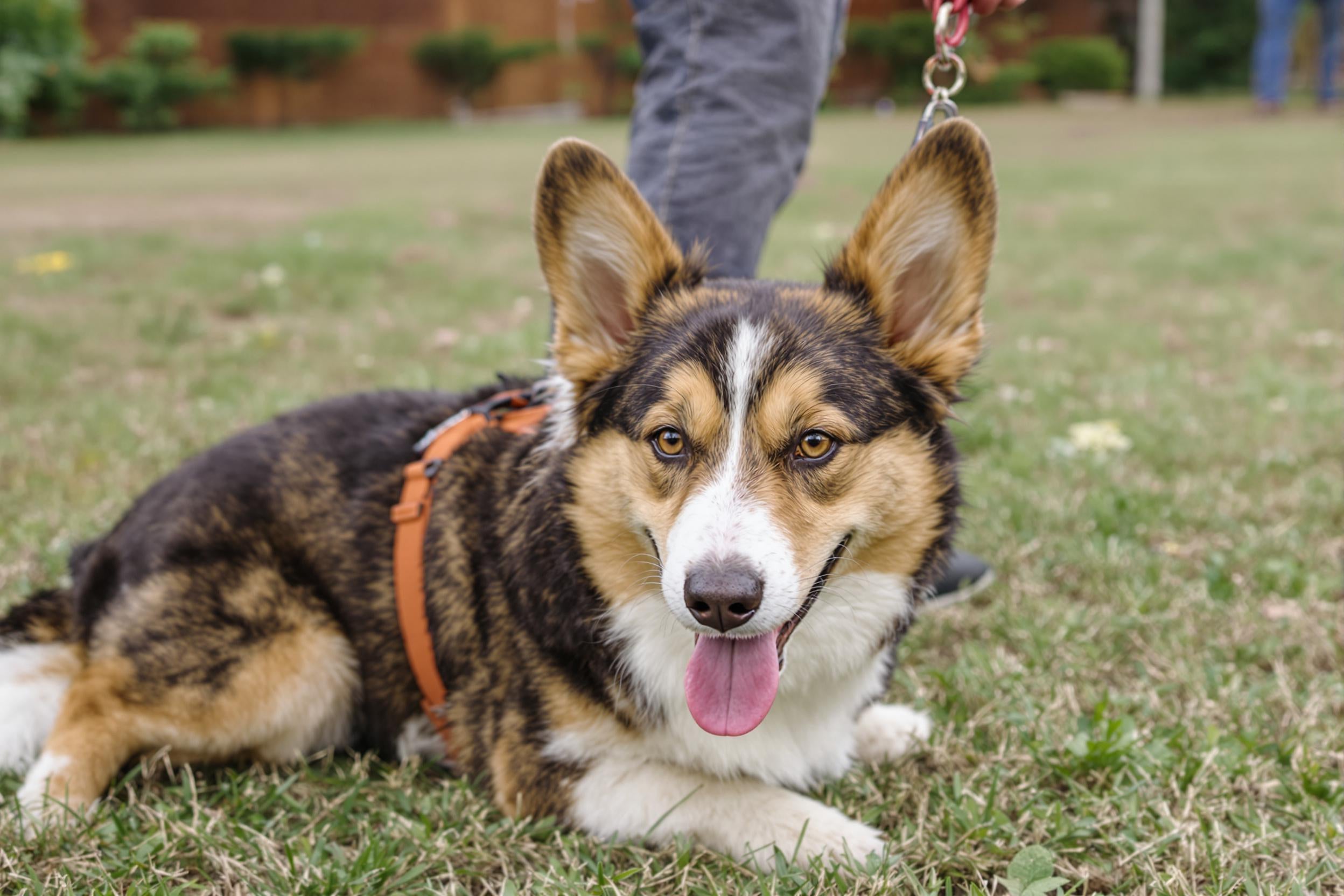 Cardigan Welsh Corgi Lifespan: Secrets to Longevity Revealed – Long Tails