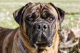 Bullmastiff Longevity: Extending Your Giant Breed's Lifespan & Health Guide