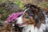 Collie Longevity: Secrets to a Longer, Healthier Life