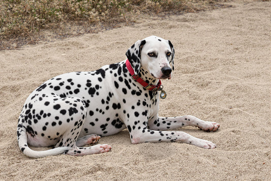 Dalmatian Lifespan Secrets: Health and Longevity Guide
