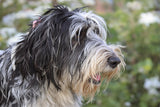 Bearded Collie Lifespan: Secrets to a Healthy, Long-Living Companion
