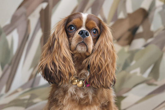 English Toy Spaniel Lifespan: Health and Longevity Guide