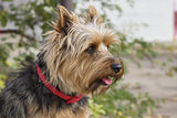 Cairn Terrier Longevity: Health Tips for a Longer, Happier Life