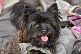 Affenpinscher Longevity: Secrets to a Healthy, Happy Long-Lived Companion