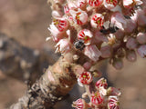 Dinesh Valke from Thane, India - Boswellia serrata CC BY-SA 2.0