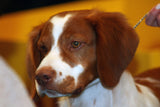 By Kjunstorm - originally posted to Flickr as Brittany Spaniel, CC BY 2.0, https://commons.wikimedia.org/w/index.php?curid=8625191