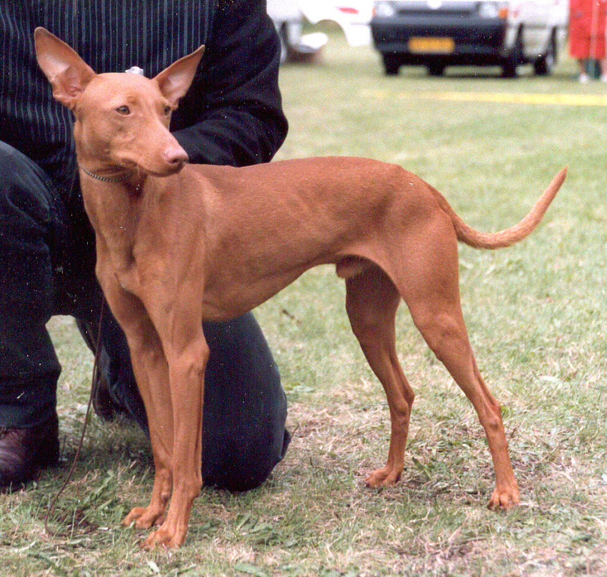 By de:Benutzer:Jan Eduard, contrast Pleple2000 - http://www.akc.org/images/breeds/cirneco_dell_etna/photos/lg_cirneco36.jpg Cirneco], CC BY-SA 3.0, https://commons.wikimedia.org/w/index.php?curid=1434627