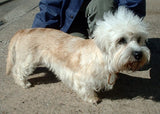 By en:User:Sannse - http://en.wikipedia.org/wiki/Image:Dandie_Dinmont_Terrier_600.jpg, CC BY-SA 3.0, https://commons.wikimedia.org/w/index.php?curid=1324957