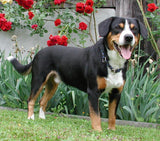 By Serge Renggli - Schweizerischer Klub für Entlebucher Sennenhunde., CC BY-SA 2.0 de, https://commons.wikimedia.org/w/index.php?curid=3886967