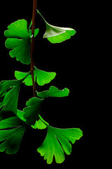 James Field (Jame) - Own work Ginkgo biloba leaves with black background  CC BY-SA 3.0