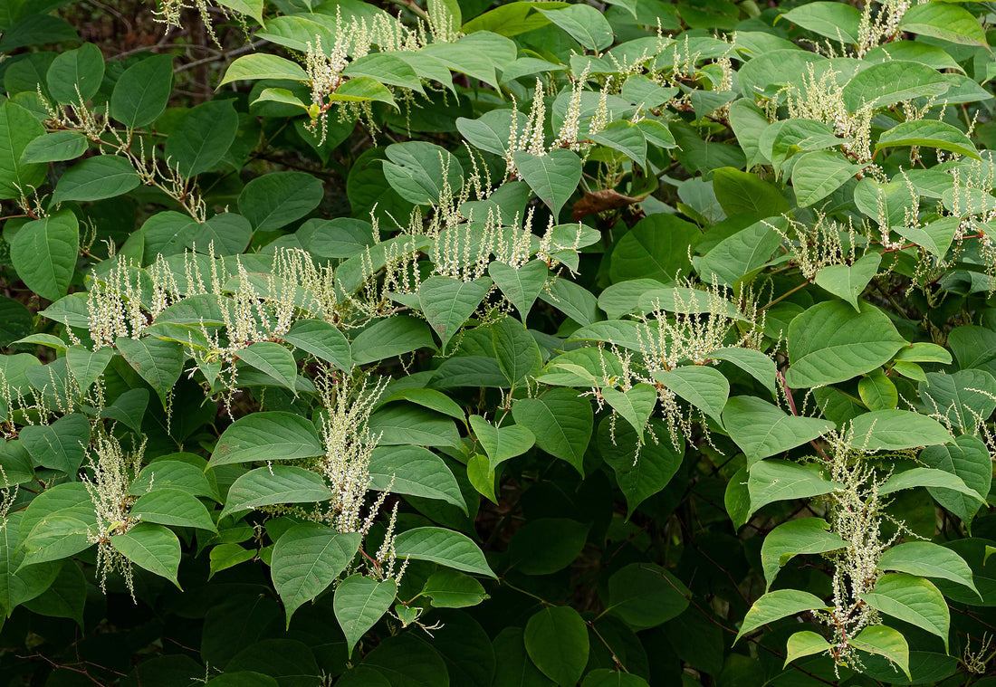 Japanese Knotweed for Dogs: A Surprising Source of Health-Boosting Compounds