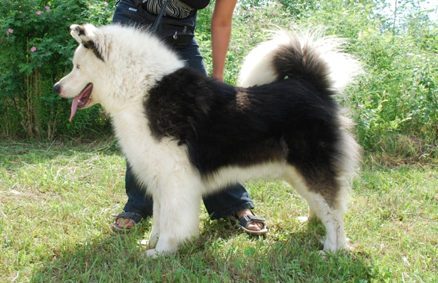 By yras - http://laika.ucoz.com/, CC BY 3.0, https://commons.wikimedia.org/w/index.php?curid=9449872