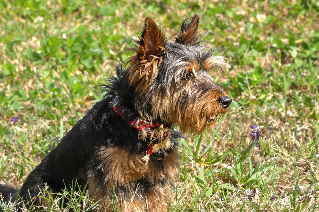 Australian Terrier Longevity: Health Tips to Help Your Pup Live Longer