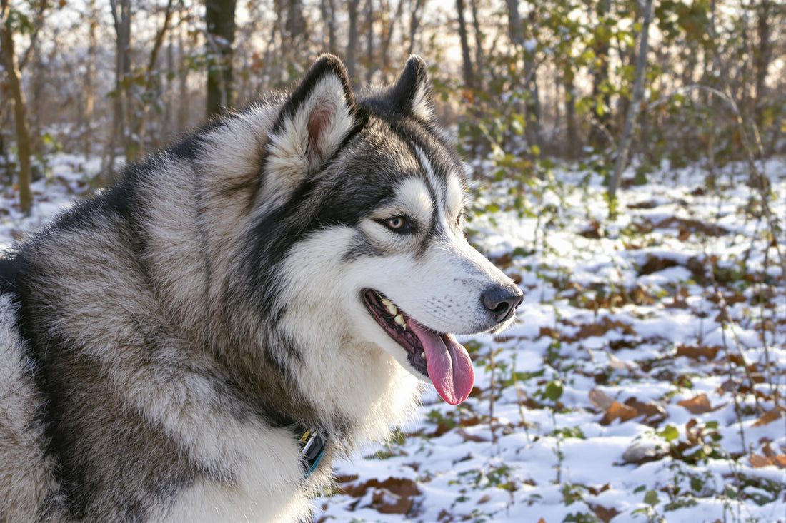 Alaskan Malamute Lifespan: Secrets to Longevity and Healthy Living
