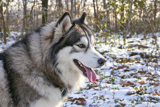 Alaskan Malamute Lifespan: Secrets to Longevity and Healthy Living