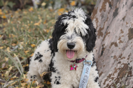 Sheepadoodle