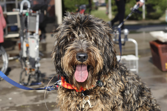 Briard Longevity Secrets: Extending Your Dog's Life with Expert Health Tips