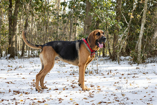 Bloodhound Longevity: Maximize Your Dog's Health and Lifespan Secrets