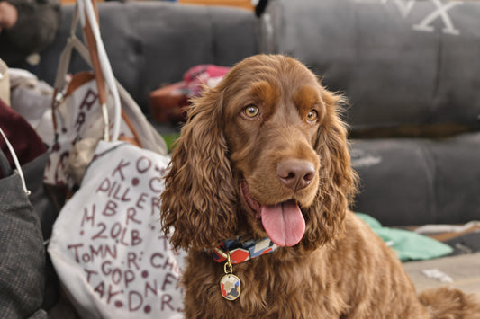 Cocker Spaniel Lifespan: Secrets to a Healthy, Long Life