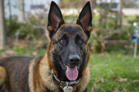 Belgian Malinois Longevity: Secrets to a Healthy, Happy 10-14 Year Life Span