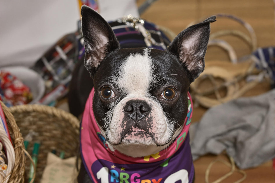 Boston Terrier Longevity: The Ultimate Guide to a Healthy, Happy Life