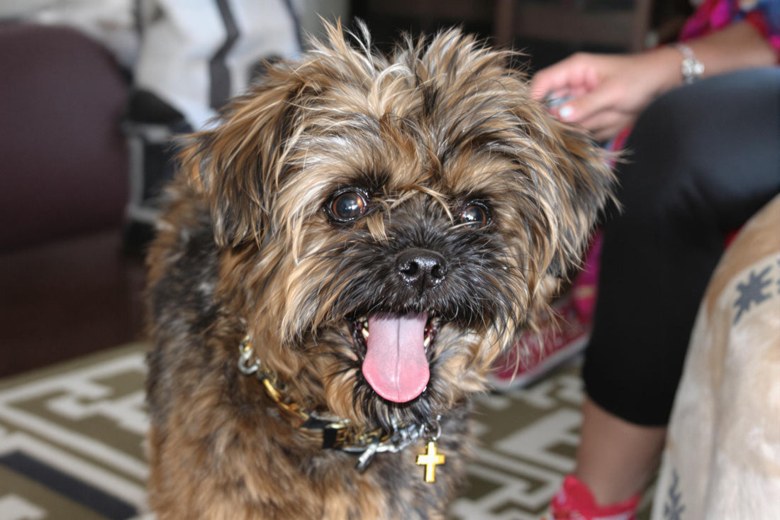 Brussels Griffon Longevity: Secrets to a Healthy, Happy Life for Your Companion